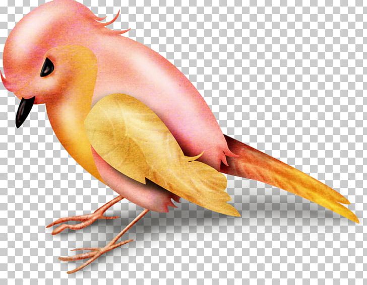 Cute Birds Orange Passerine Beak PNG, Clipart, 11 Birds, Animals, Beak, Bird, Cartoon Free PNG Download