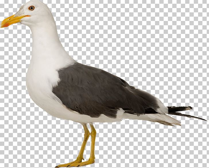 European Herring Gull Bird Kittiwake Common Starling PNG, Clipart, Albatross, Animals, Beak, Bed Bug, Bird Control Free PNG Download