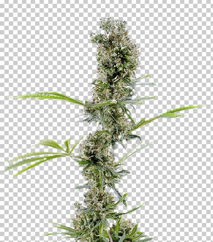 Cannabis Cannabaceae Hemp Haze Plant PNG, Clipart, Cannabaceae, Cannabis, Family, Haze, Hemp Free PNG Download