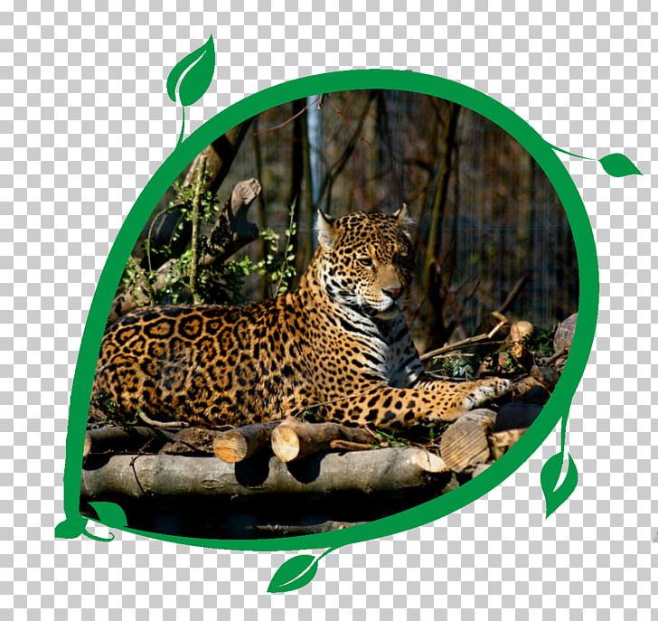 Jaguar Cars Leopard Felidae Cat PNG, Clipart, Animal, Animals, Big Cat, Big Cats, Carnivoran Free PNG Download