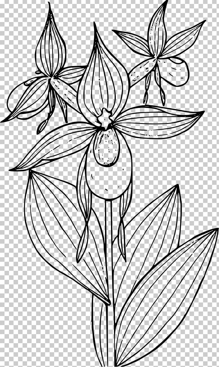 Lady's Slipper Orchids Cypripedium Reginae Cypripedium Montanum PNG, Clipart, Art, Artwork, Black And White, Botanical Illustration, Coloring Book Free PNG Download