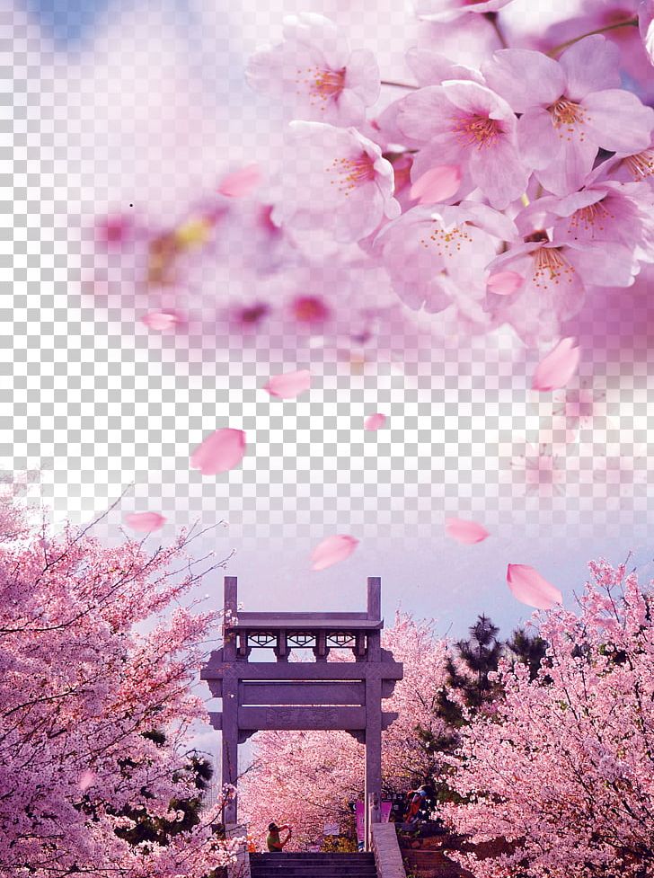 National Cherry Blossom Festival Poster Publicity PNG, Clipart, Advertisement Poster, Advertising, Blossom, Blossoms, Branch Free PNG Download