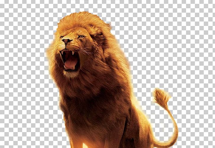 The Lion PNG, Clipart, Animals, Big Cats, Carnivoran, Cat Like Mammal, Chronicles Of Narnia Free PNG Download
