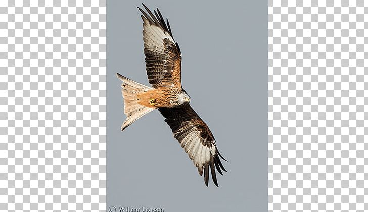 Bald Eagle Bird Of Prey Kite Buzzard PNG, Clipart, Accipitriformes, Bald Eagle, Beak, Bird, Bird Of Prey Free PNG Download