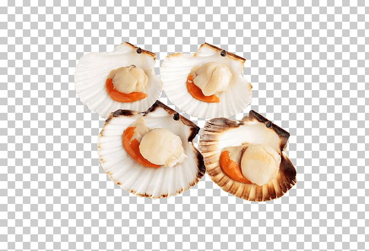 Great Scallop Typographical Error Pecten Jacobaeus Bivalvia Food PNG, Clipart, Animal Source Foods, Bivalvia, Clam, Clams Oysters Mussels And Scallops, Cockle Free PNG Download
