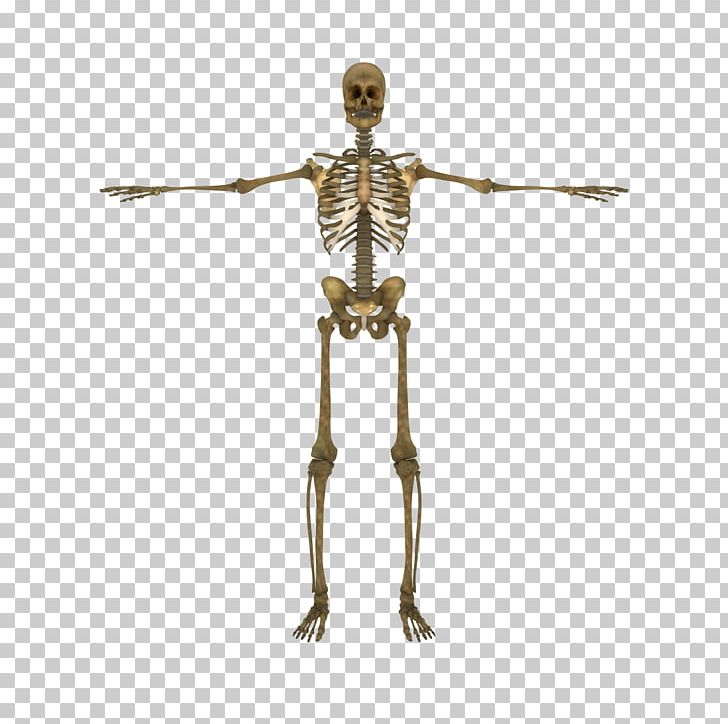 Human Skeleton Human Body Vertebral Column Bone PNG, Clipart, Anatomy, Arm, Bone, Circulatory System, Fantasy Free PNG Download