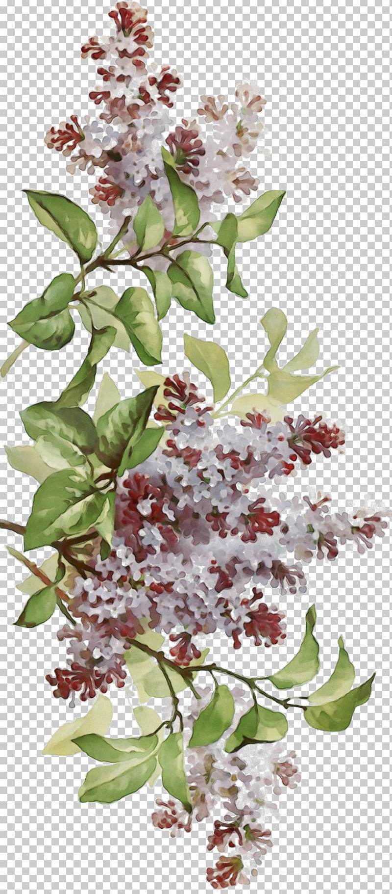 Flower Lilac Plant Tree Lilac PNG, Clipart, Branch, Flower, Lilac, Paint, Plant Free PNG Download