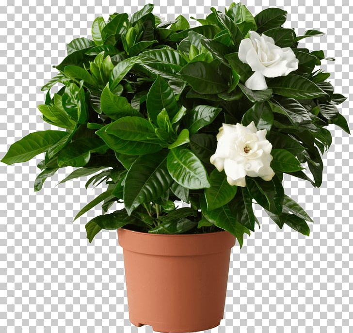 Cape Jasmine Houseplant Garden Flowerpot PNG, Clipart, Cape, Cape Jasmine, Chinese Evergreens, Container Garden, Cut Flowers Free PNG Download