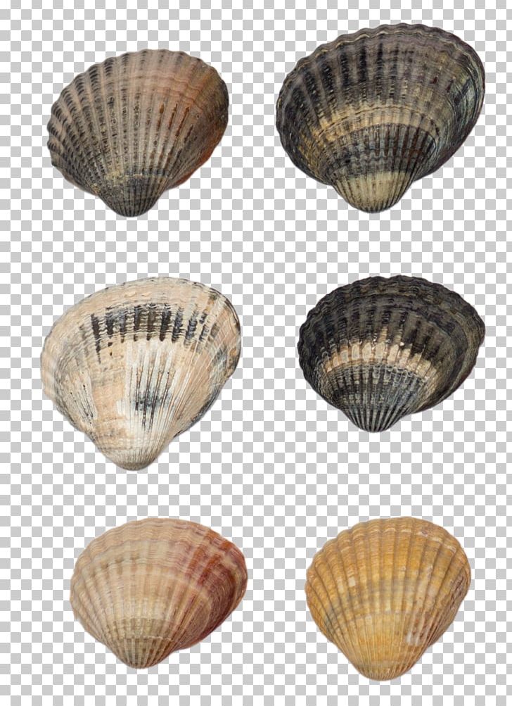 Cockle Shellfish Seashell Conchology PNG, Clipart, Beach, Beach Elements, Clams Oysters Mussels And Scallops, Creatures, Download Free PNG Download