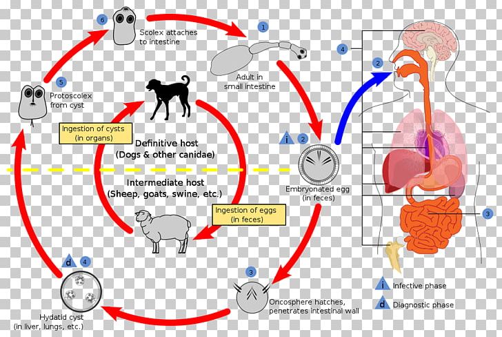 Echinococcosis Dog Echinococcus Granulosus Echinococcus Multilocularis Alveolar Hydatid Disease PNG, Clipart, Angle, Animals, Area, Circle, Communication Free PNG Download