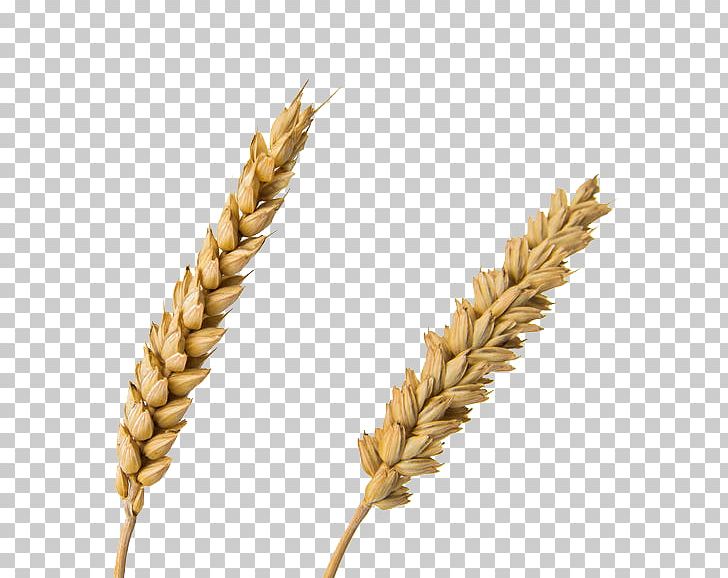 Emmer Einkorn Wheat Durum Spelt Common Wheat PNG, Clipart, Autumn, Autumn Wheat, Botany, Broomcorn, Cartoon Wheat Free PNG Download