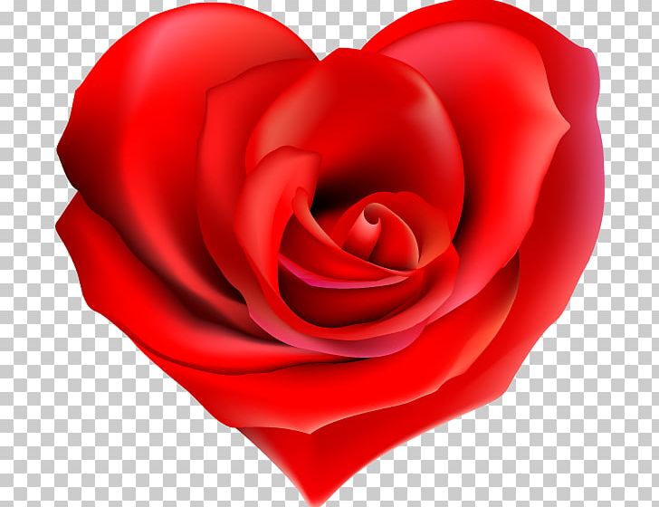 Garden Roses Heart Valentine's Day Cut Flowers PNG, Clipart,  Free PNG Download