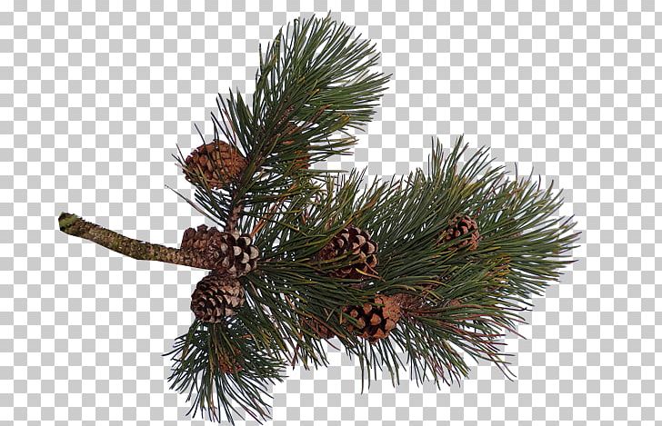 Pine Spruce Conifer Cone Fir PNG, Clipart, Branch, Christmas Ornament, Conifer, Conifer Cone, Conifers Free PNG Download