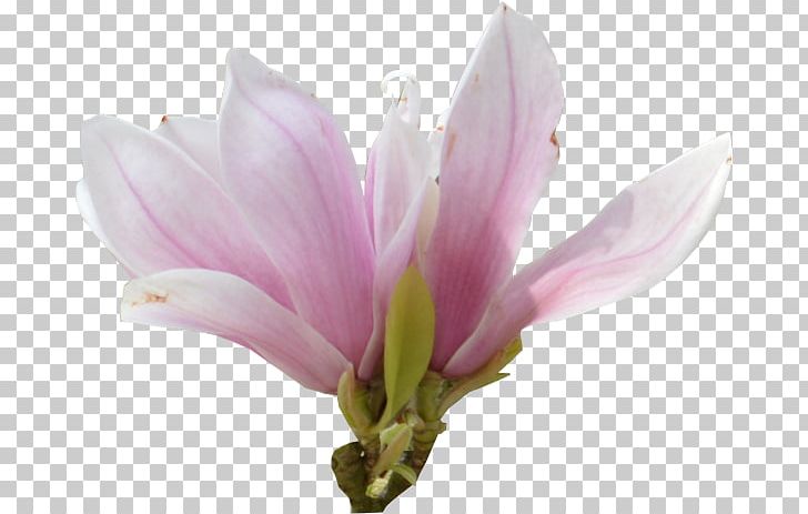 Pink M Herbaceous Plant PNG, Clipart, Bud, Flower, Flowering Plant, Herbaceous Plant, Magnolia Free PNG Download