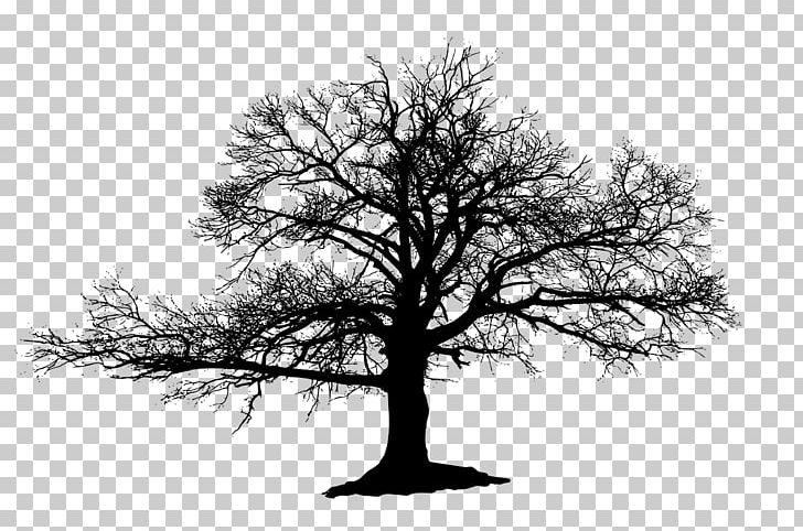Tree Oak Silhouette Elm PNG, Clipart, Black And White, Branch, Drawing, Elm, Monochrome Free PNG Download