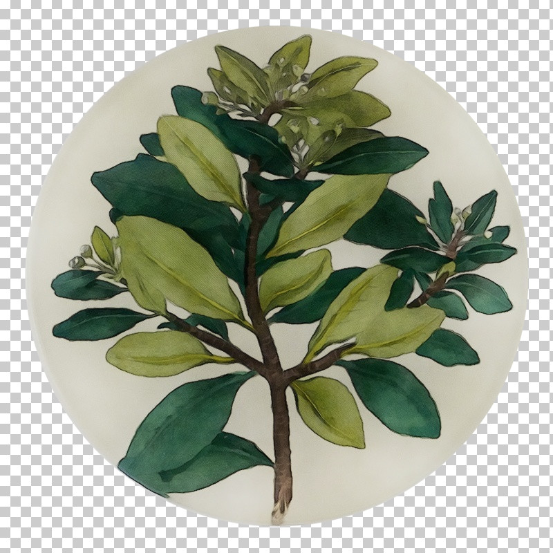 Leaf Flowerpot Houseplant Herb Science PNG, Clipart, Biology, Flowerpot, Herb, Houseplant, Leaf Free PNG Download
