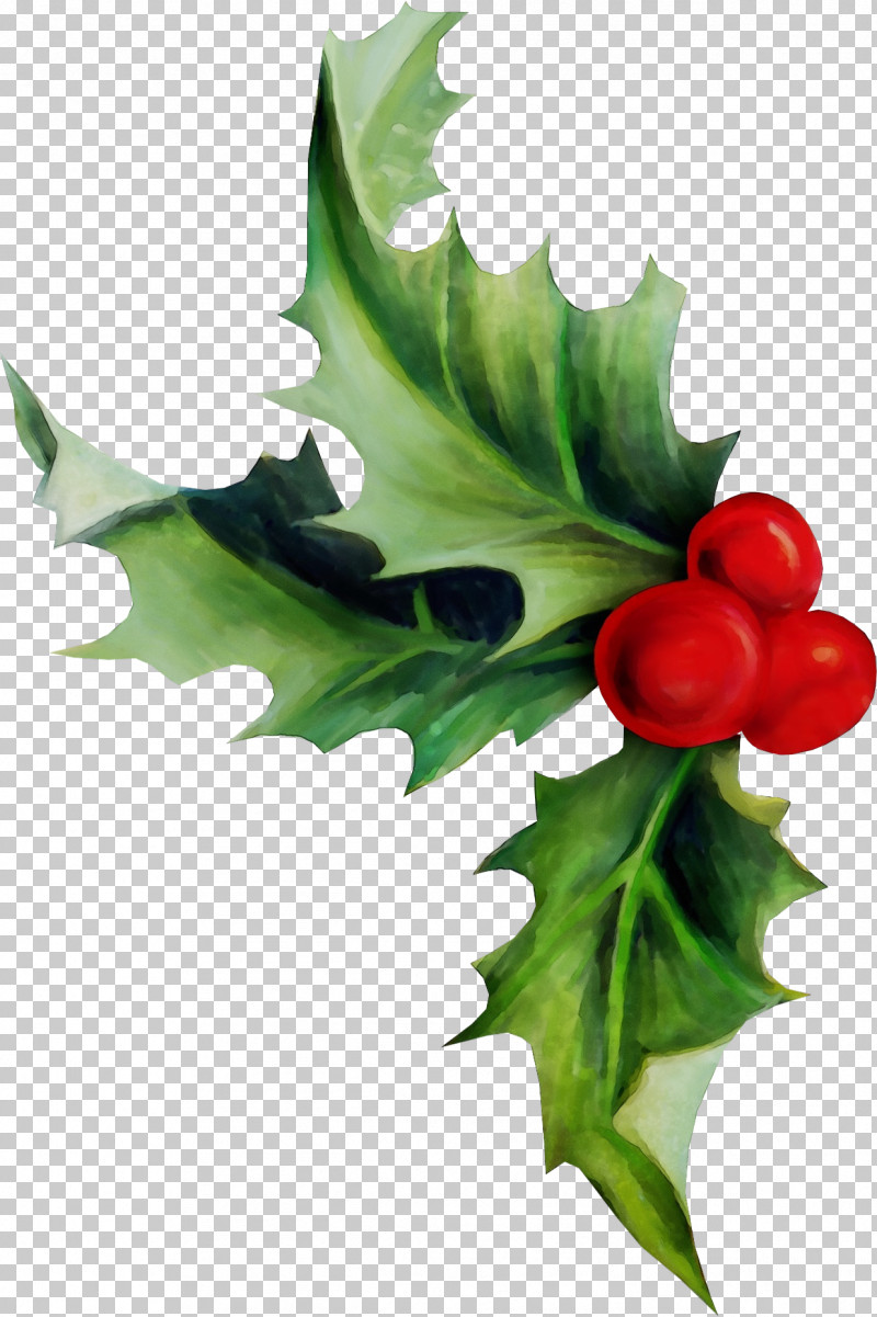 Aquifoliales Leaf PNG, Clipart, American Holly, Aquifoliales, Branch, Flower, Holly Free PNG Download
