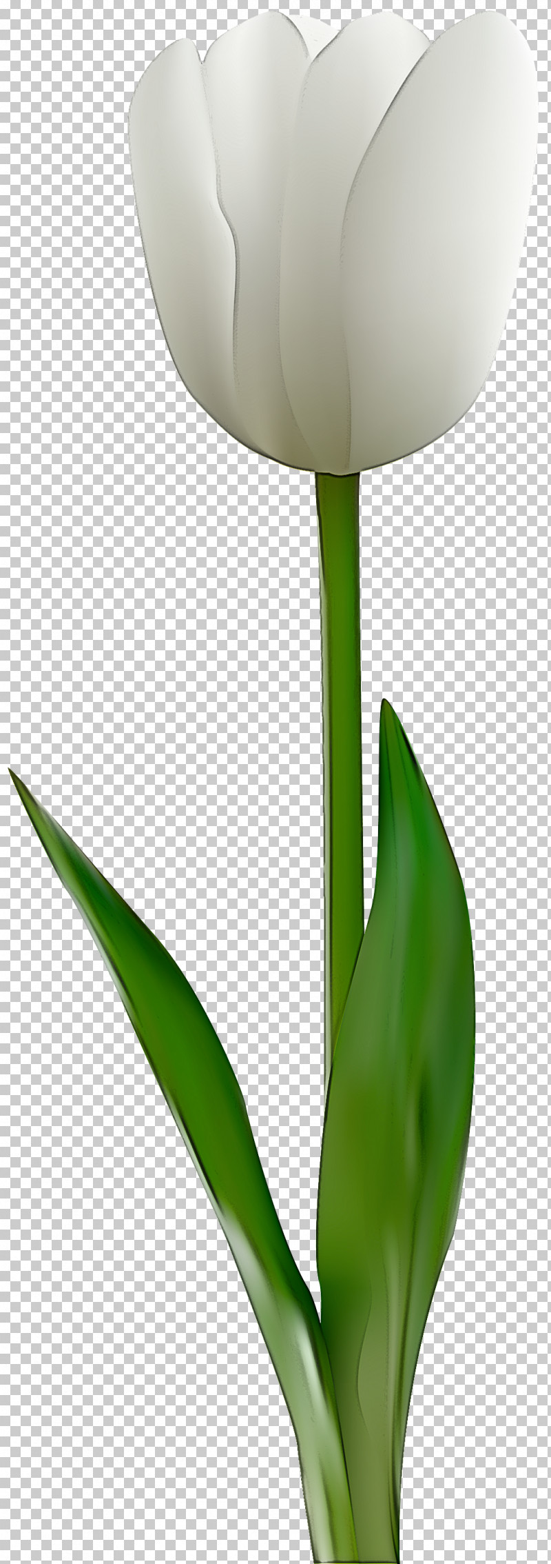 Flower Green Tulip Plant Leaf PNG, Clipart, Flower, Green, Leaf, Lily Family, Petal Free PNG Download
