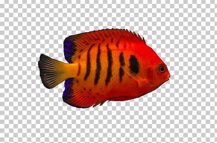 Flame Angelfish Damselfish Chrysiptera Cyanea Copperband Butterflyfish PNG, Clipart, Angelfish, Animals, Aquatic Animal, Basslet, Biology Free PNG Download