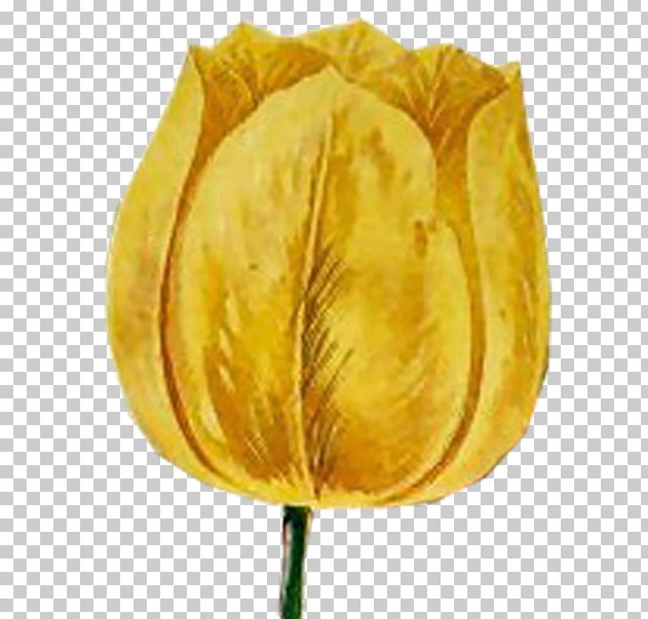 Tulip Petal Plant Stem PNG, Clipart, Cartoon, Download, Flower, Flowers, Gouache Free PNG Download