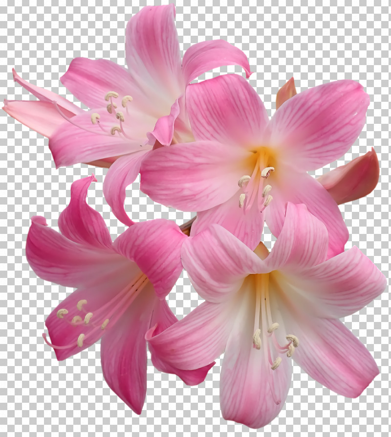 Amaryllis Cut Flowers Jersey Lily Moth Orchids Petal PNG, Clipart, Amaryllis, Cut Flowers, Flower, Jersey Lily, Lily M Free PNG Download