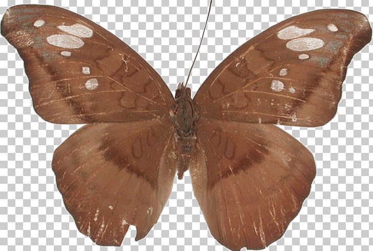 Butterfly Tanaecia Julii Moth Brush-footed Butterflies PNG, Clipart, Arthropod, Brown, Brush Footed Butterfly, Butterfly, Genus Free PNG Download