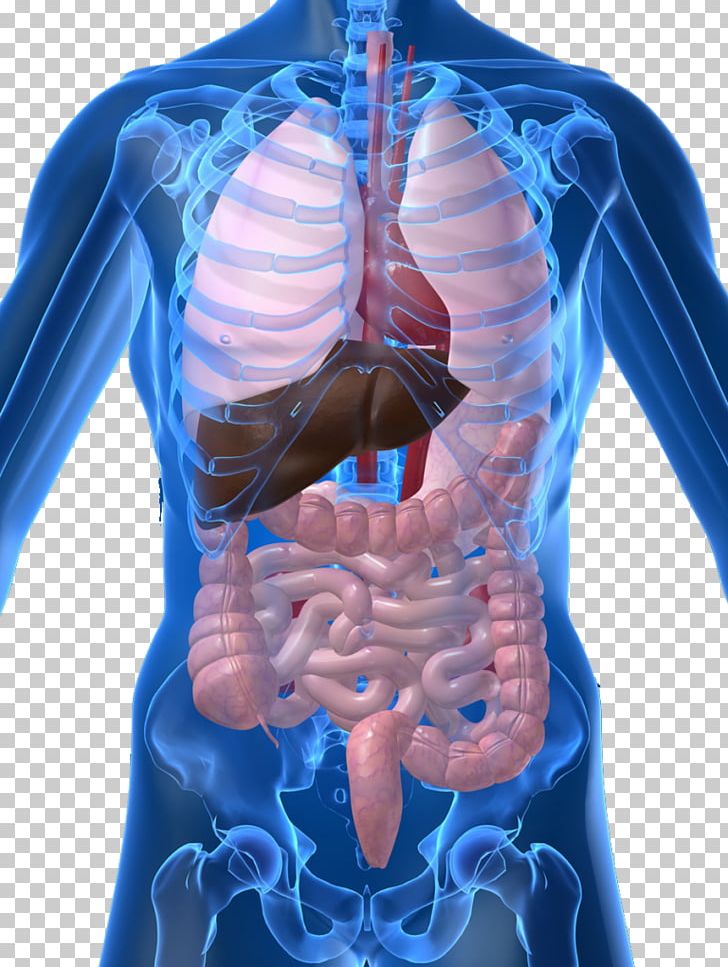 Internal Organs Of The Human Body Anatomical Chart Anatomy Organ System PNG, Clipart, Abdomen ...