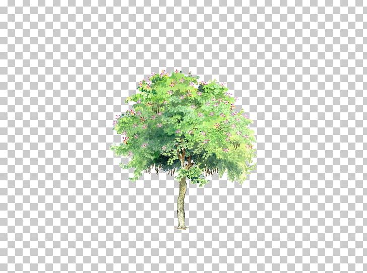 Stone Pine Tree Styphnolobium Japonicum Transparency And Translucency PNG, Clipart, Autumn Tree, Bauhinia Variegata, Bauhinia Xd7 Blakeana, Branch, Christmas Tree Free PNG Download