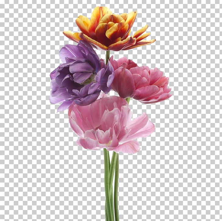 Tulip Cut Flowers Plant Stem Petal Herbaceous Plant PNG, Clipart, Cut Flowers, Flower, Flowering Plant, Herbaceous Plant, Lily Family Free PNG Download