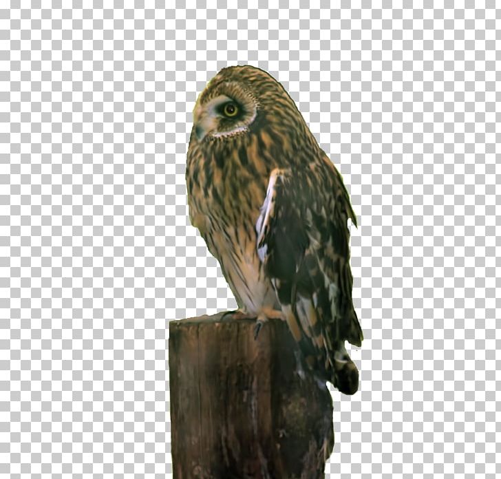 Great Grey Owl Hawk Beak PNG, Clipart, Beak, Bird, Bird Of Prey, Fauna, Great Grey Owl Free PNG Download