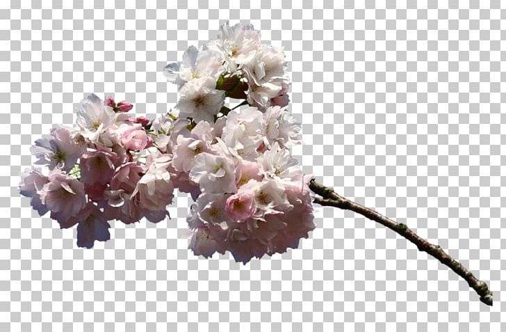 Encapsulated PostScript TIFF PNG, Clipart, Blossom, Branch, Cherry Blossom, Cut Flowers, Encapsulated Postscript Free PNG Download