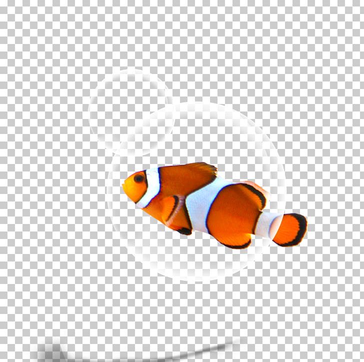 Fish PNG, Clipart, Animals, Aquarium Fish, Co Cou90fdu53ef, Computer, Computer Wallpaper Free PNG Download