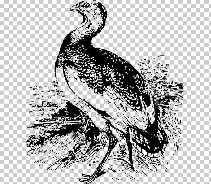 Bird Great Bustard PNG, Clipart, Animals, Art, Beak, Big Bird, Bird Free PNG Download