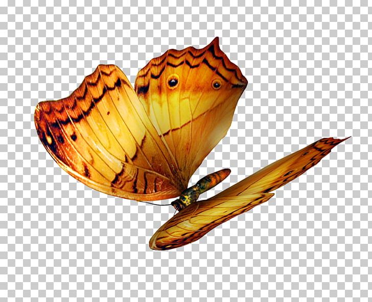 Butterfly Yellow PNG, Clipart, Adobe Illustrator, Black And White, Blue, Butterflies, Butterflies And Moths Free PNG Download