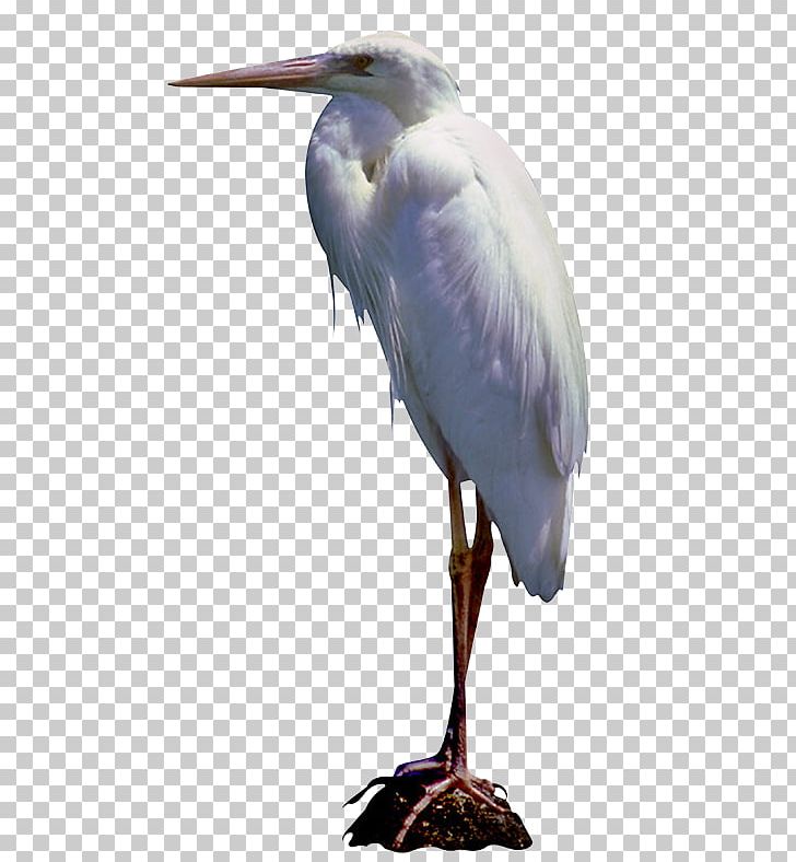 Great Egret Bird White Stork Little Blue Heron Blog PNG, Clipart, Animals, Beak, Bird, Blog, Ciconiiformes Free PNG Download