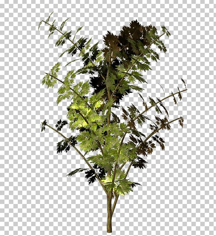 Twig Trunk Tree Plant Stem PNG, Clipart, Branch, Copyright, Download, Garden, Google Images Free PNG Download