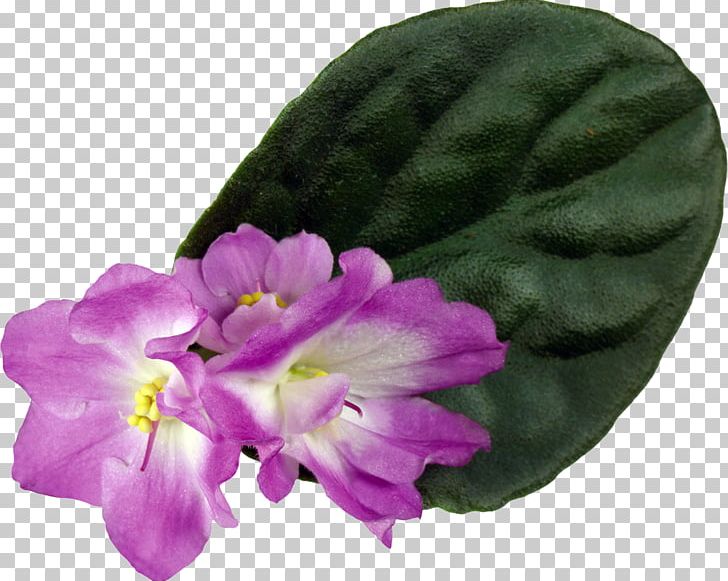 Violet Houseplant Flower Color PNG, Clipart, Cicek, Cicek Resimleri, Color, Flower, Flowering Plant Free PNG Download
