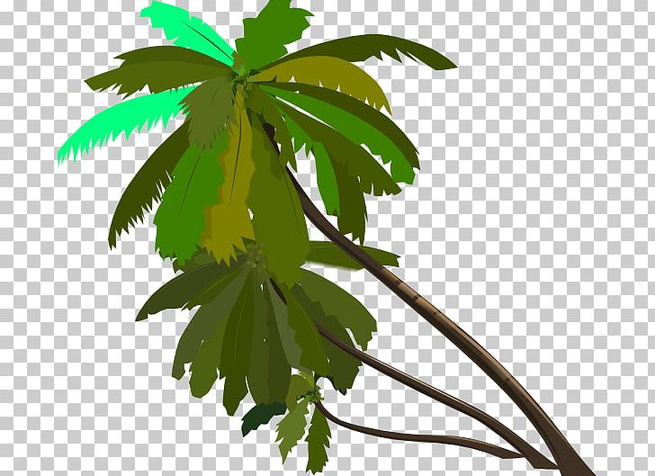 Arecaceae Drawing PNG, Clipart, Arecaceae, Branch, Coconut, Date Palm, Download Free PNG Download