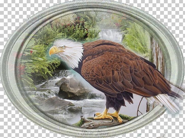 Bald Eagle Fauna Beak Wasserfall PNG, Clipart, Accipitriformes, Anointing, Bald Eagle, Beak, Bird Free PNG Download