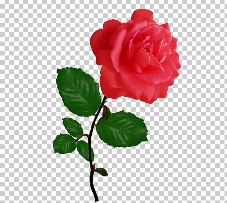 Garden Roses Cabbage Rose Red Floribunda PNG, Clipart, China Rose, Color, Cut Flowers, Floral Design, Floribunda Free PNG Download