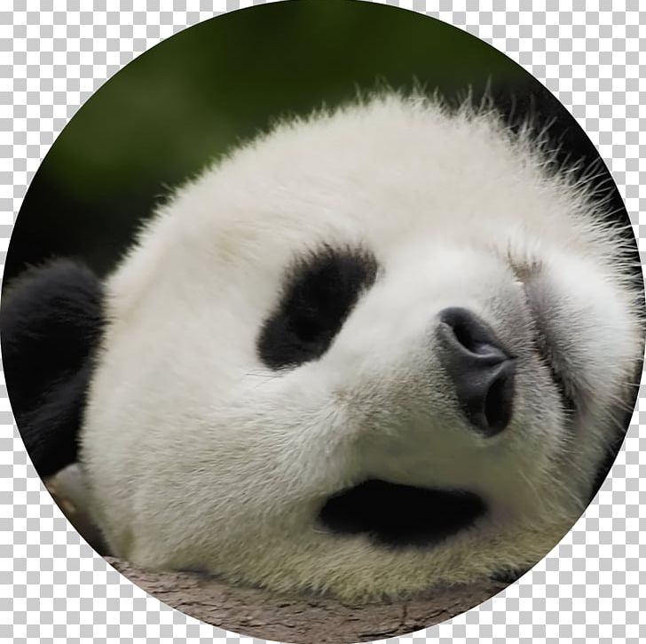 Giant Panda Bear Baby Pandas Desktop 1080p PNG, Clipart, 1080p, Animals, Carnivoran, Computer, Cuteness Free PNG Download