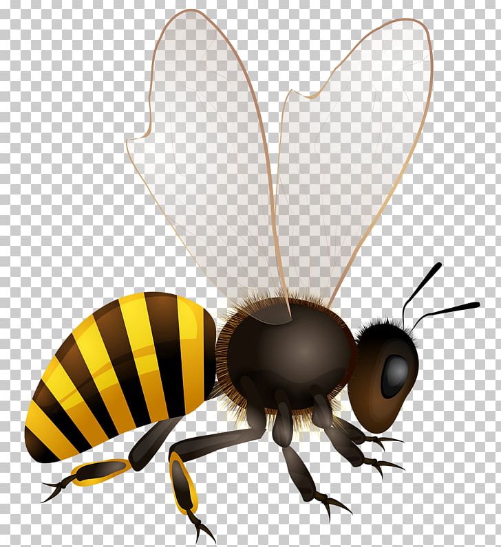 Honey Bee Graphics Beehive PNG, Clipart, Africanized Bee, Arthropod, Bee, Beehive, Fly Free PNG Download