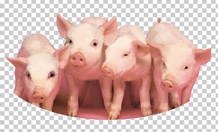 Miniature Pig Vietnamese Pot-bellied Livestock Pig Farming PNG, Clipart, Animal Husbandry, Animals, Beautiful, Business, Christmas Piggy Banks Free PNG Download