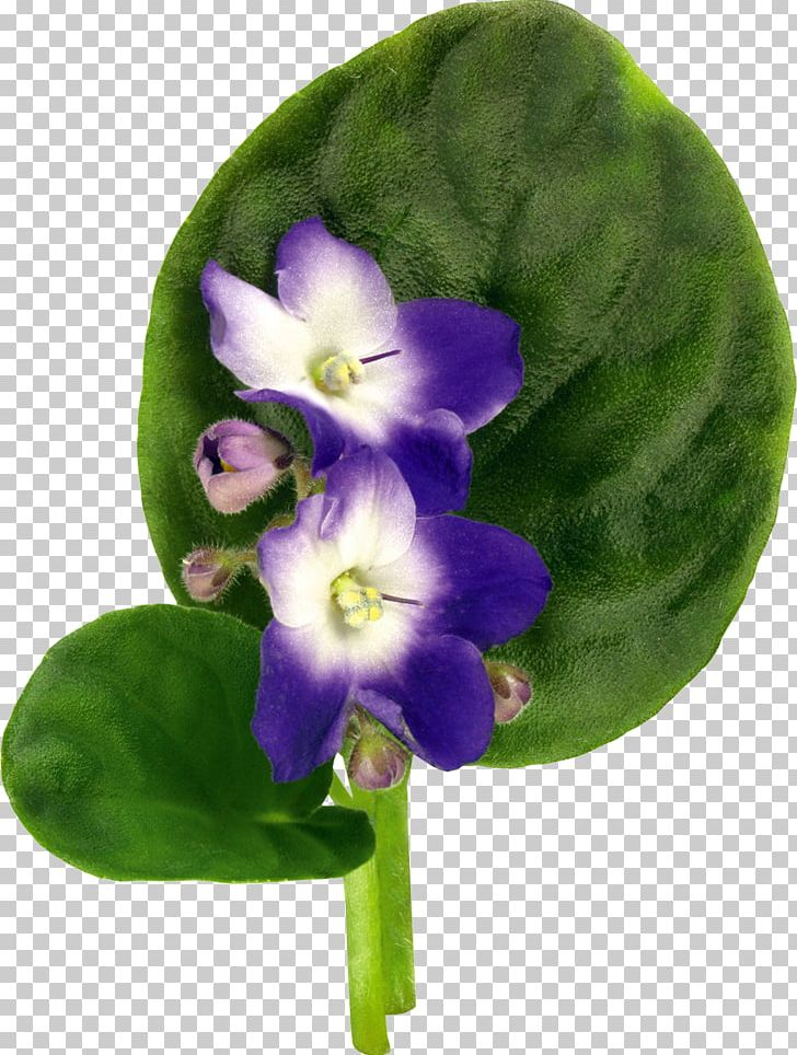 Violet Flower Drawing PNG, Clipart, African Violets, Bulb, Digital Image, Drawing, Flower Free PNG Download