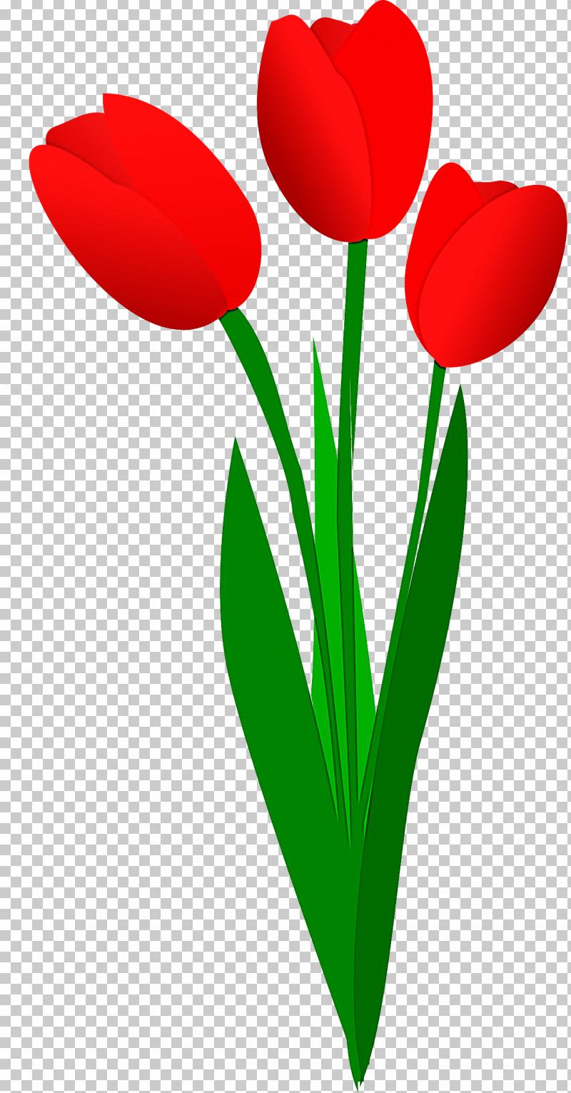 Tulip Red Flower Petal Plant PNG, Clipart, Coquelicot, Cut Flowers, Flower, Pedicel, Petal Free PNG Download