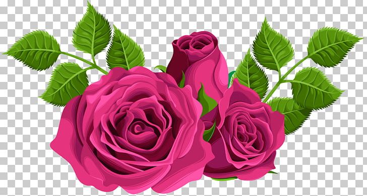Centifolia Roses Desktop Flower PNG, Clipart, Centifolia Roses, Clip Art, Cut Flowers, Decor, Desktop Wallpaper Free PNG Download