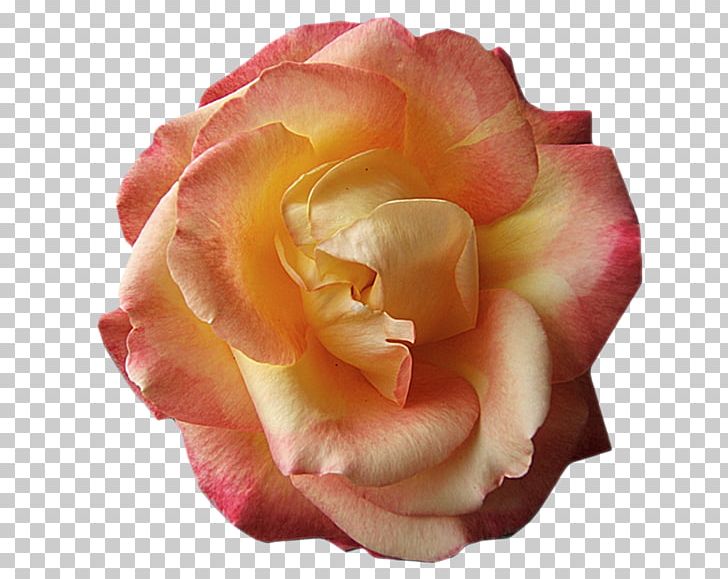 Floribunda Cabbage Rose Garden Roses Cut Flowers Petal PNG, Clipart, China Rose, Closeup, Cut Flowers, Floribunda, Flower Free PNG Download