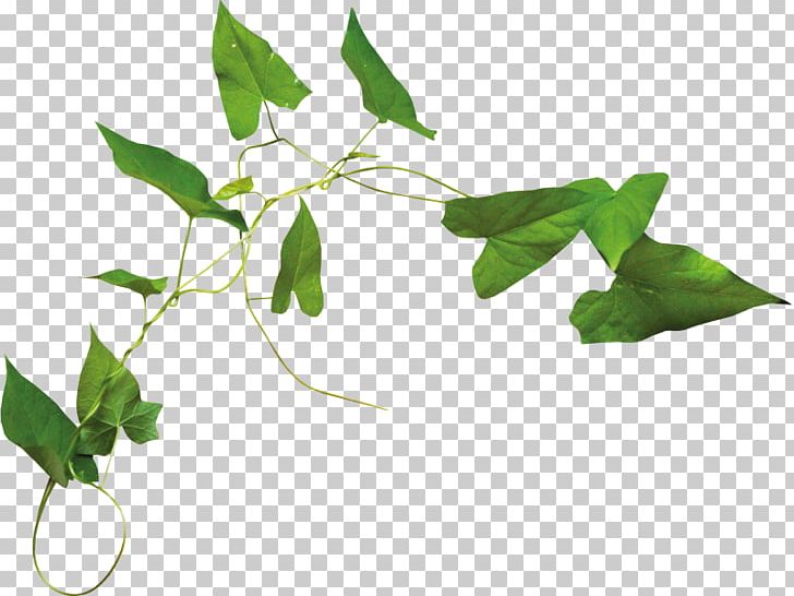 Leaf PNG, Clipart, Branch, Depositfiles, Desktop Wallpaper, Download, Editing Free PNG Download