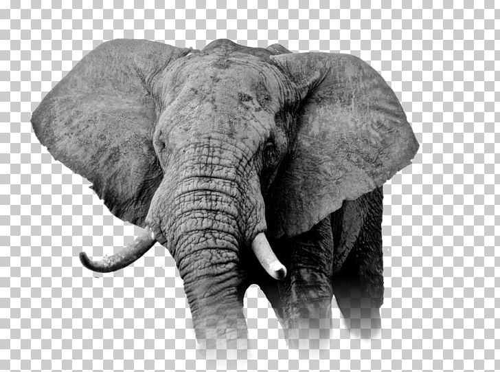 African Elephant Cannabis Democratic Republic Of The Congo Kush PNG, Clipart, Black And White, Cannabis, Cannabis Sativa, Cannabis Shop, Democratic Republic Of The Congo Free PNG Download