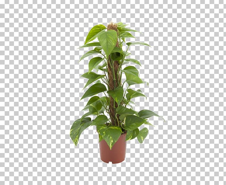 Devil's Ivy Stephanotis Floribunda Plant Garden Leaf PNG, Clipart,  Free PNG Download
